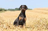 DOBERMANN 898